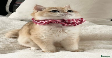 British Shorthair cats 🏆 Golden BRI NY12 Girl European Lines 🏆 - Advert 11