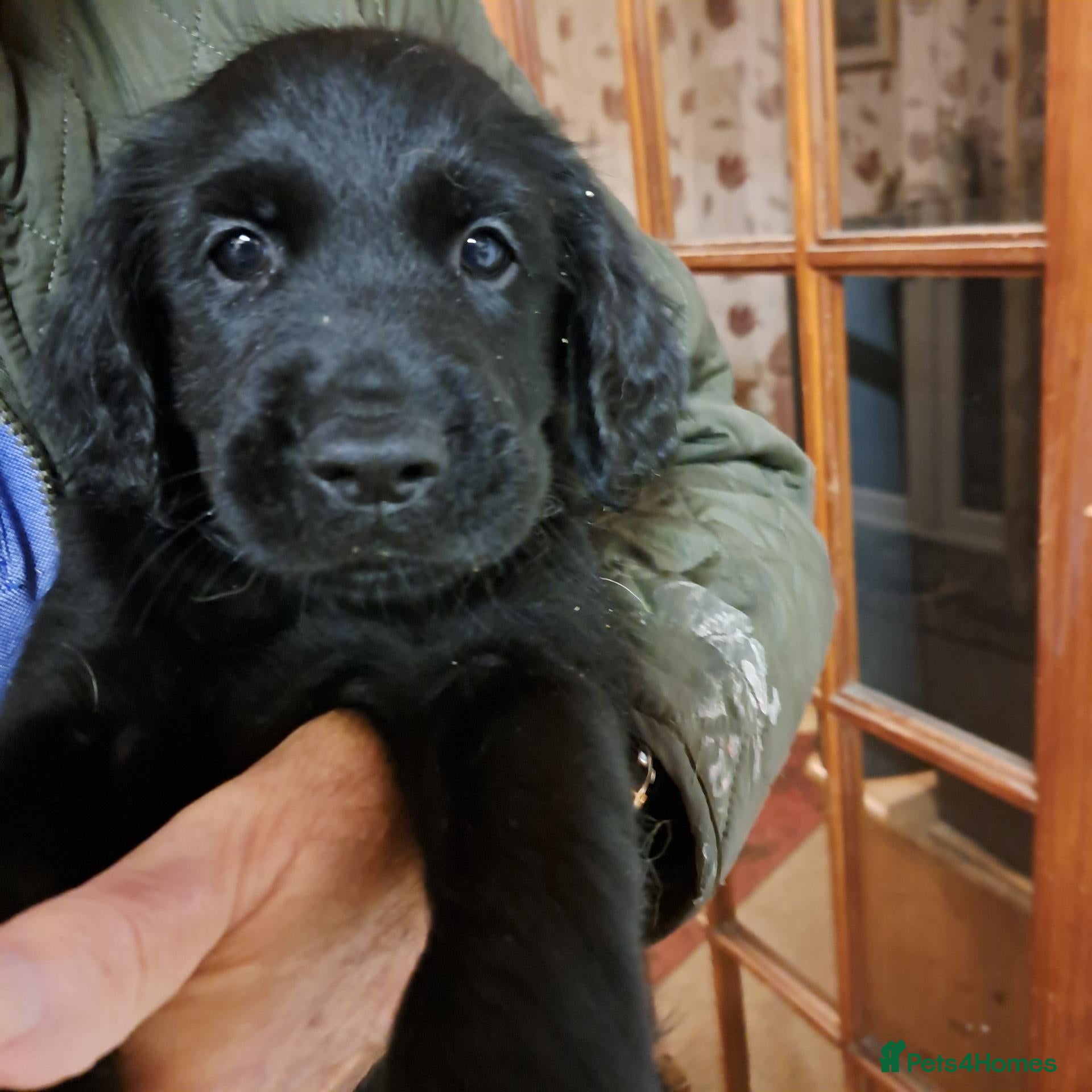 Mixed Breed dogs Beautiful female puppy - Advert 16