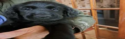 Mixed Breed dogs for sale: Beautiful female puppy - Advert 1