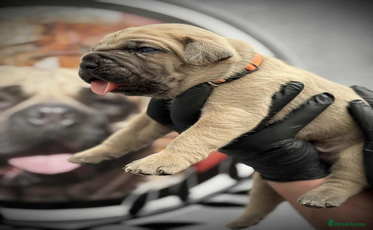 Cane Corso dogs - Advert 2