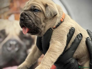 Cane Corso dogs - Advert 1