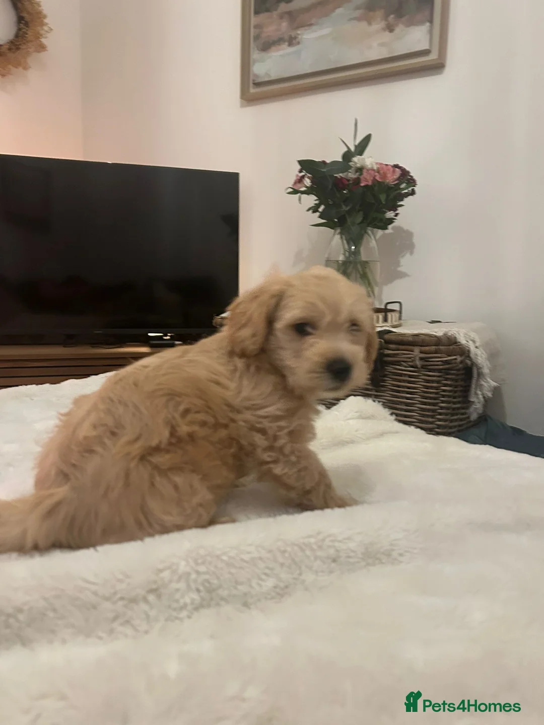 Jackapoo dogs for sale: Jackapoo puppies - Advert 17