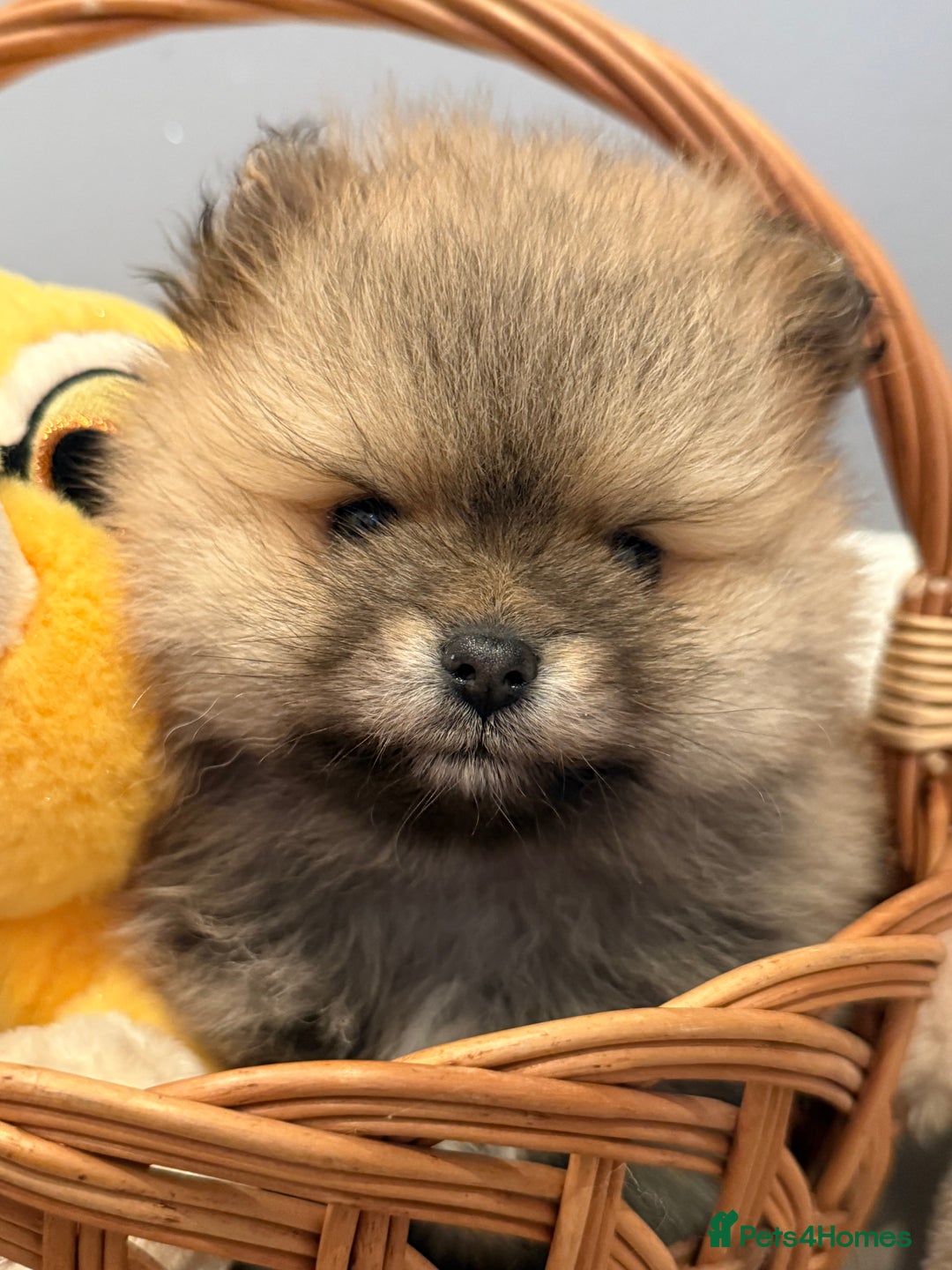 Pomeranian dogs for sale: Pomeranian puppies for sale .  - Advert 24