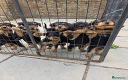 Airedale Terrier dogs for sale: Airedale Pups ready to go ! - Image 1