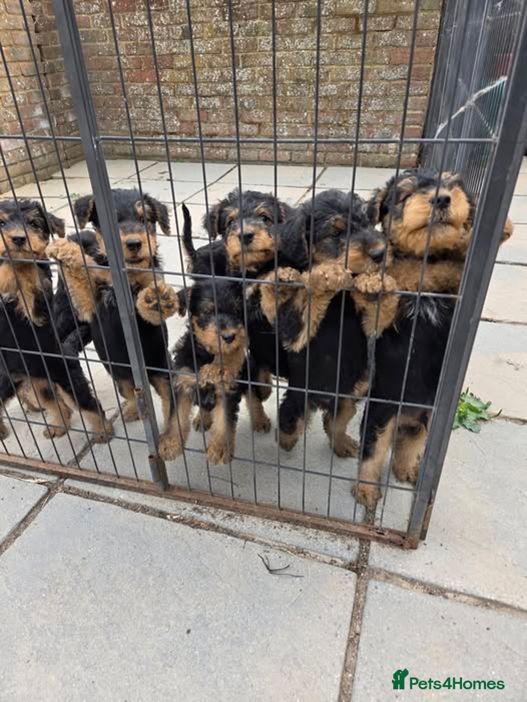 Airedale Terrier dogs for sale: Airedale Pups ready to go ! - Image 1