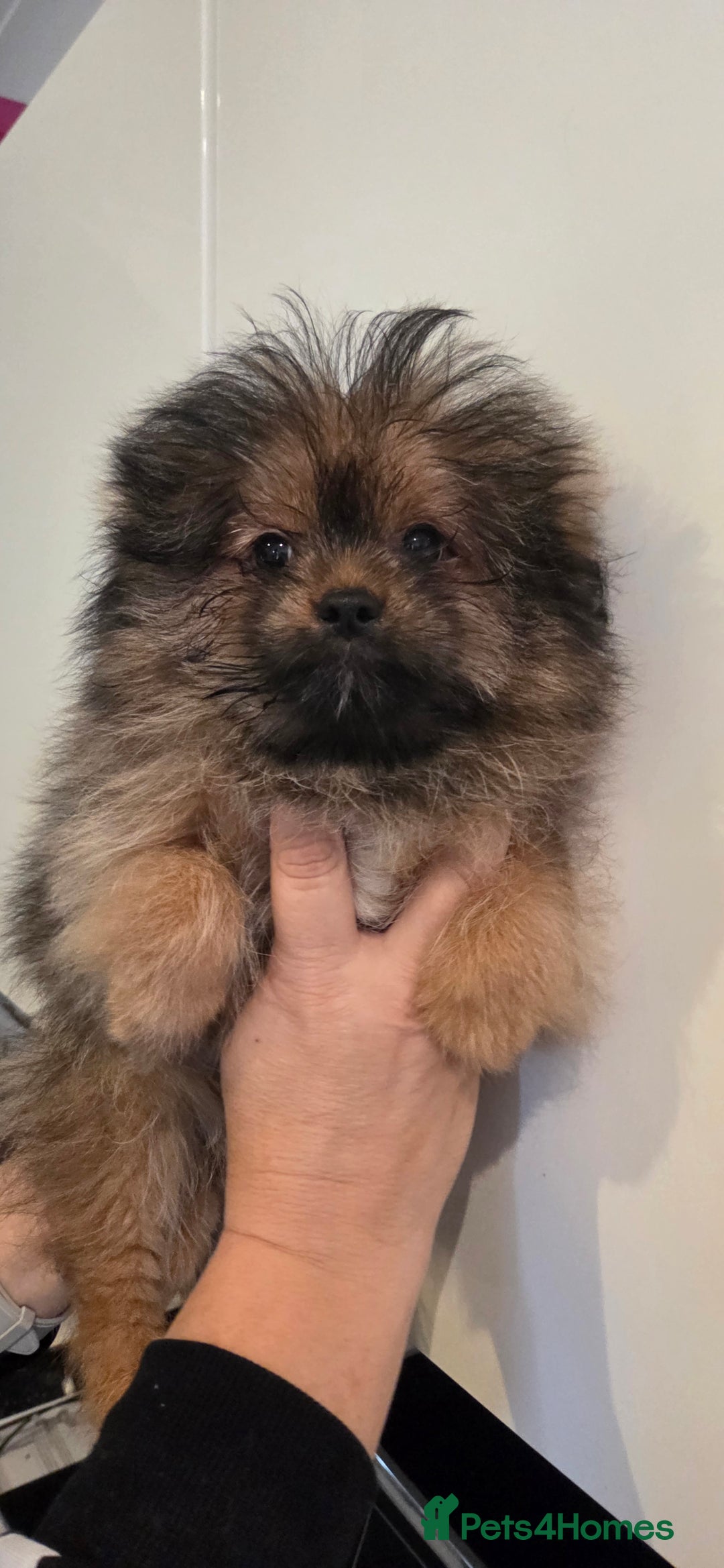 Mixed Breed dogs for sale: Shitzu x pomeranian Shiranian READY TO GO NOW  - Image 6