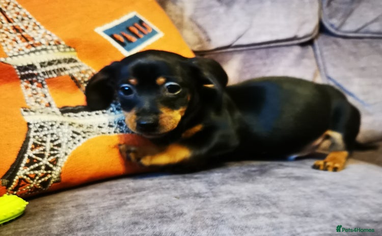 Dachshund dogs Unusual colour beautiful miniature dachshound pups - Advert 2