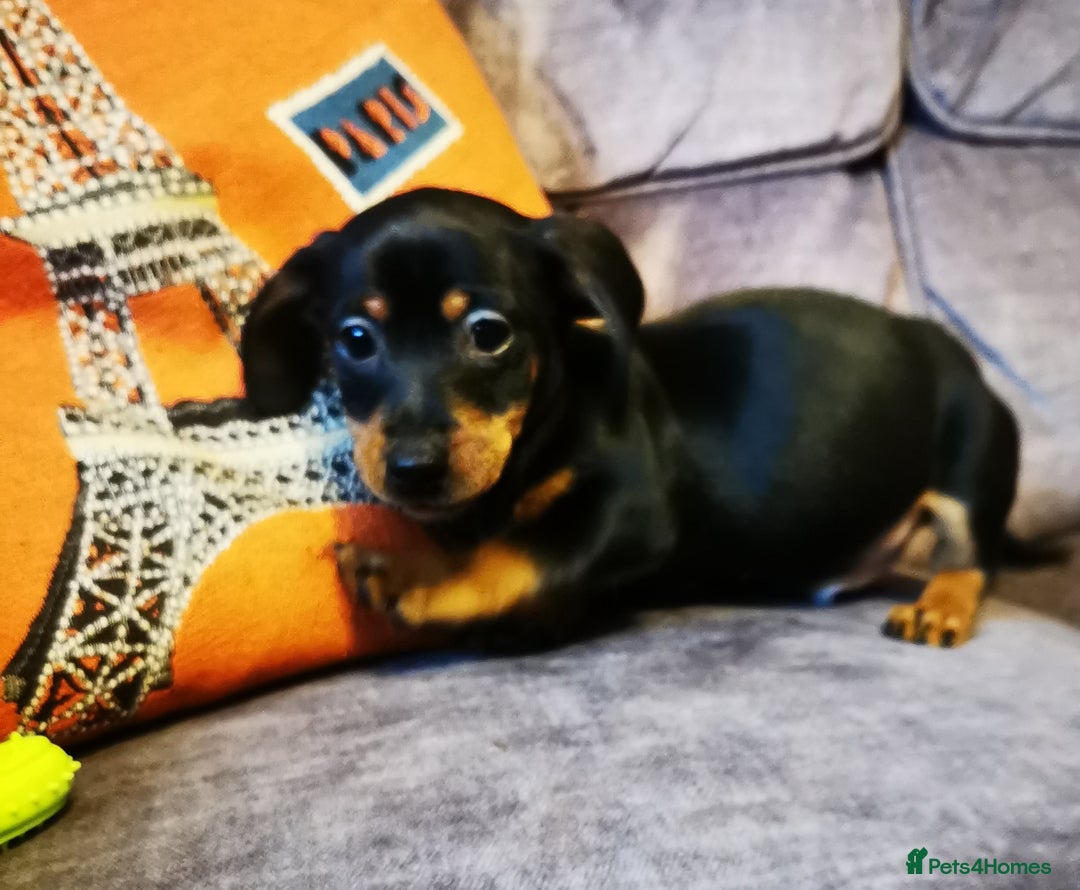 Dachshund dogs for sale: Unusual colour beautiful miniature dachshound pups - Advert 13