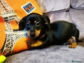 Dachshund dogs Unusual colour beautiful miniature dachshound pups - Advert 5