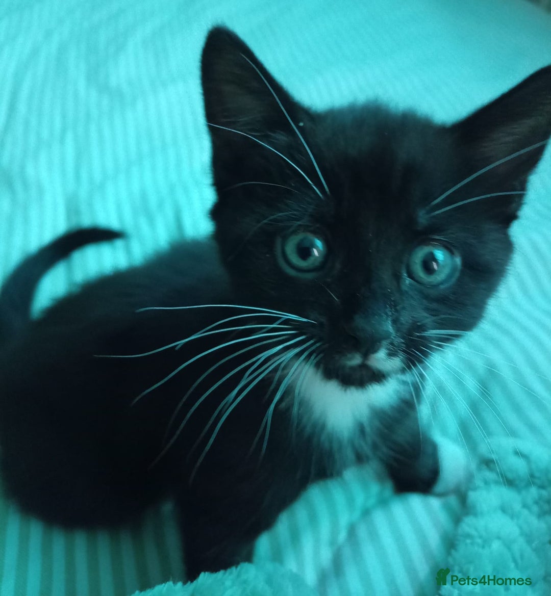 Mixed Breed cats for sale: 3 beautiful kittens  - Advert 5