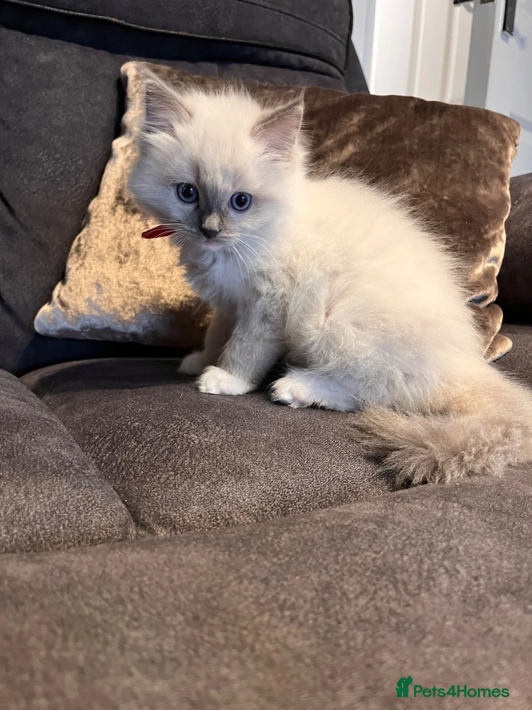 Ragdoll cats for sale: Ragdoll girl  - Advert 2