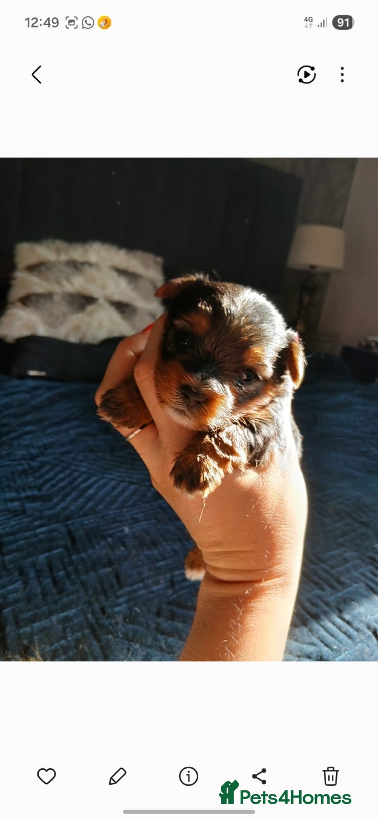 Yorkshire Terrier dogs TINY!! Yorkie charting 1.5-1.8kg🩷🩵 - Advert 4