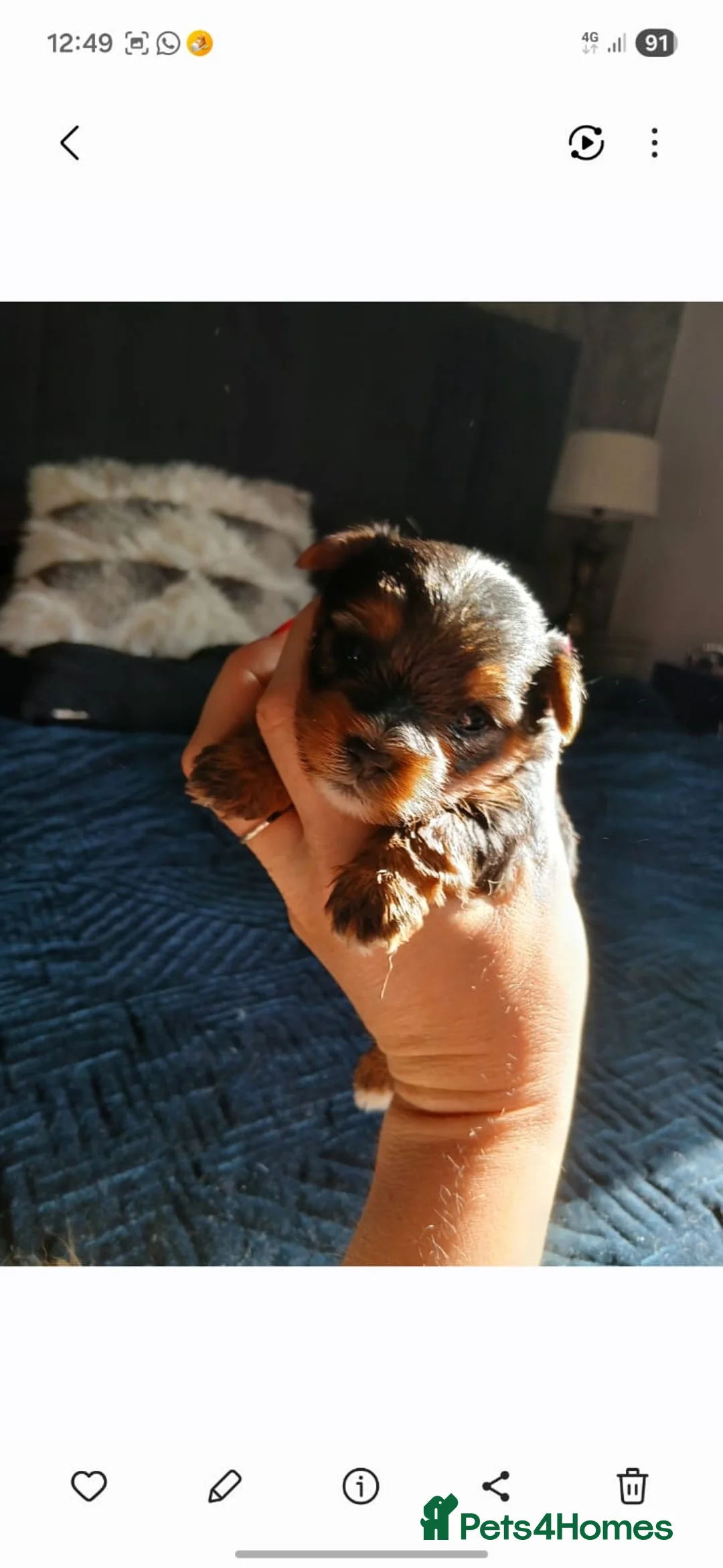 Yorkshire Terrier dogs for sale: TINY!! Yorkie charting 1.5-1.8kg🩷🩵 - Advert 1