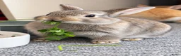 Mixed Breed rabbits for sale: Beautiful hand-reared bunnies.  - Advert 1