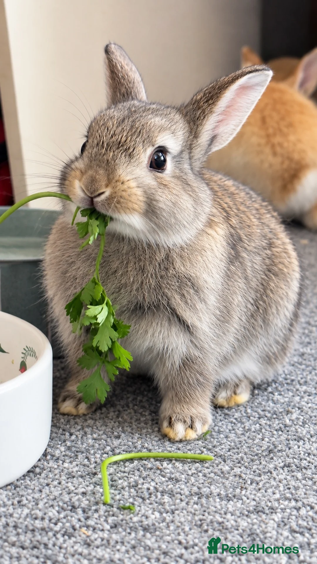 Mixed Breed rabbits for sale: Beautiful hand-reared bunnies.  - Advert 1