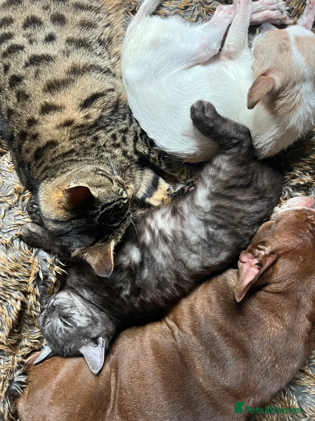 Bengal cats for sale: Bengal kittens  - Advert 1