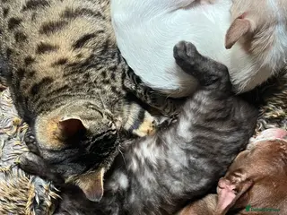 Bengal cats Bengal kittens - Advert 1