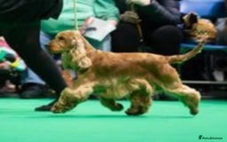 Cocker Spaniel dogs for sale: Stunning Show Quality Gold Girl - Image 6