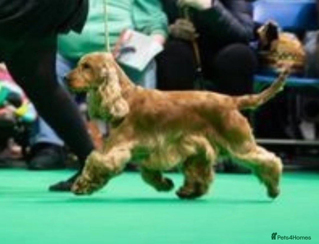 Cocker Spaniel dogs for sale: Stunning Show Quality Gold Girl - Image 6