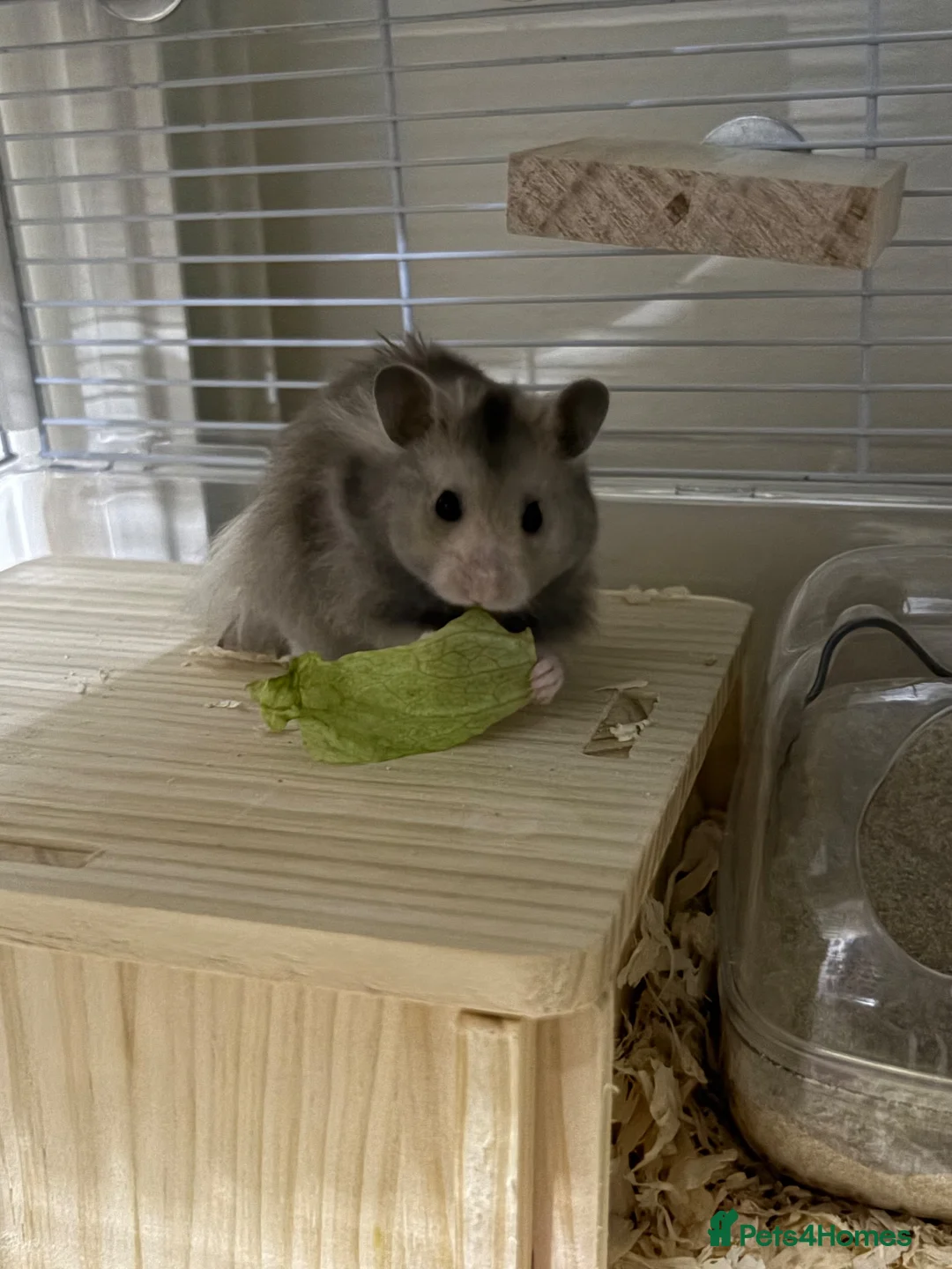 Hamster rodents for sale: Syrian Hamster For Sale in Dudley - Advert 1