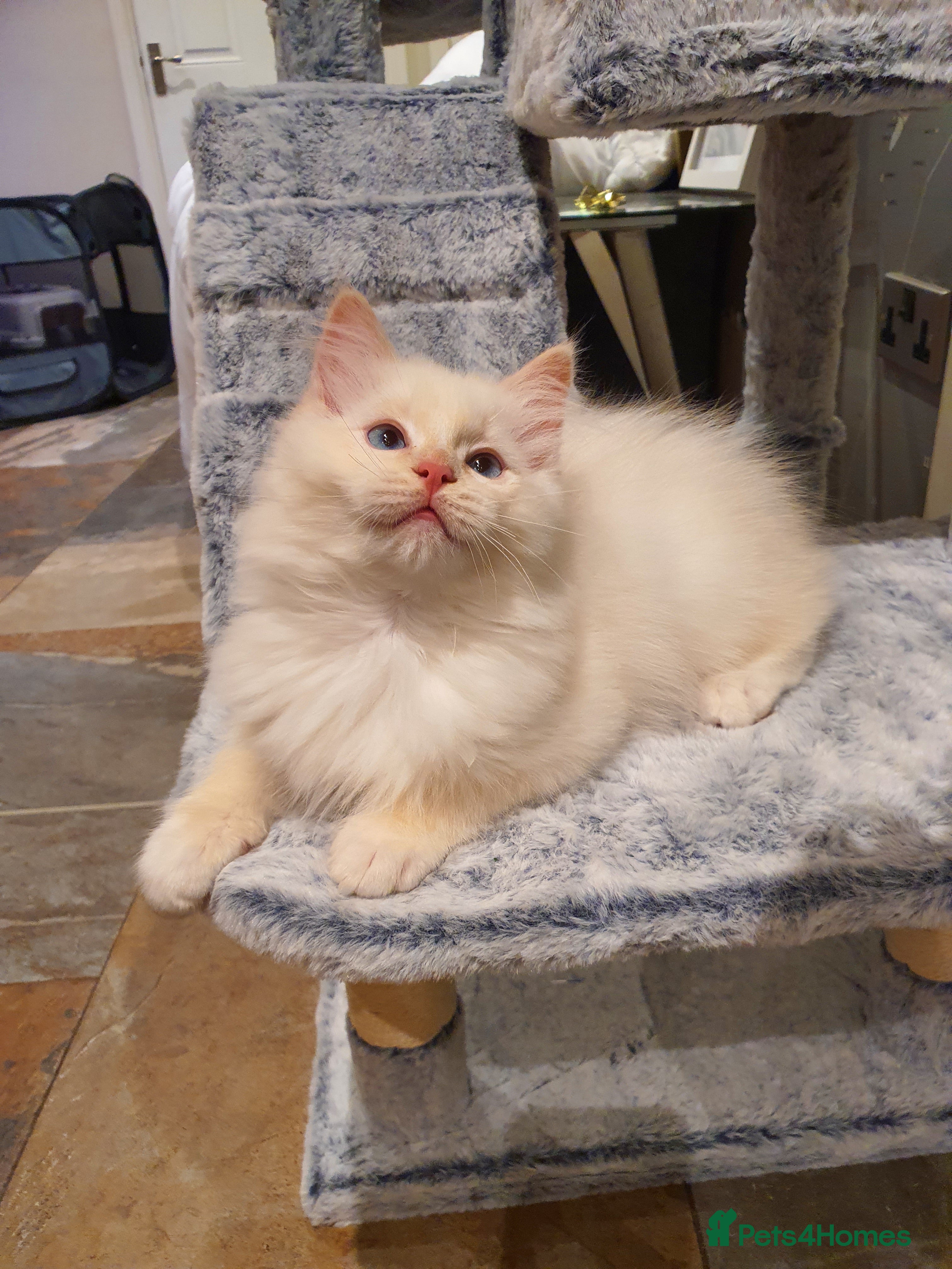 Ragdoll cats Absolutely Stunning GCCF Registered Kittens. - Advert 6