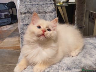 Ragdoll cats Absolutely Stunning GCCF Registered Kittens. - Advert 6