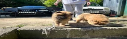 Chow Chow dogs for sale: Chow chow  - Advert 18