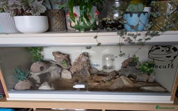 Leopard Gecko reptiles for sale: Leopard gecko female (6 years old) and set up  - Image 4