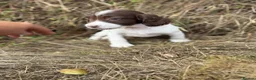 English Springer Spaniel dogs for sale:  Liver & White English Springer Spaniel Puppies - Advert 5