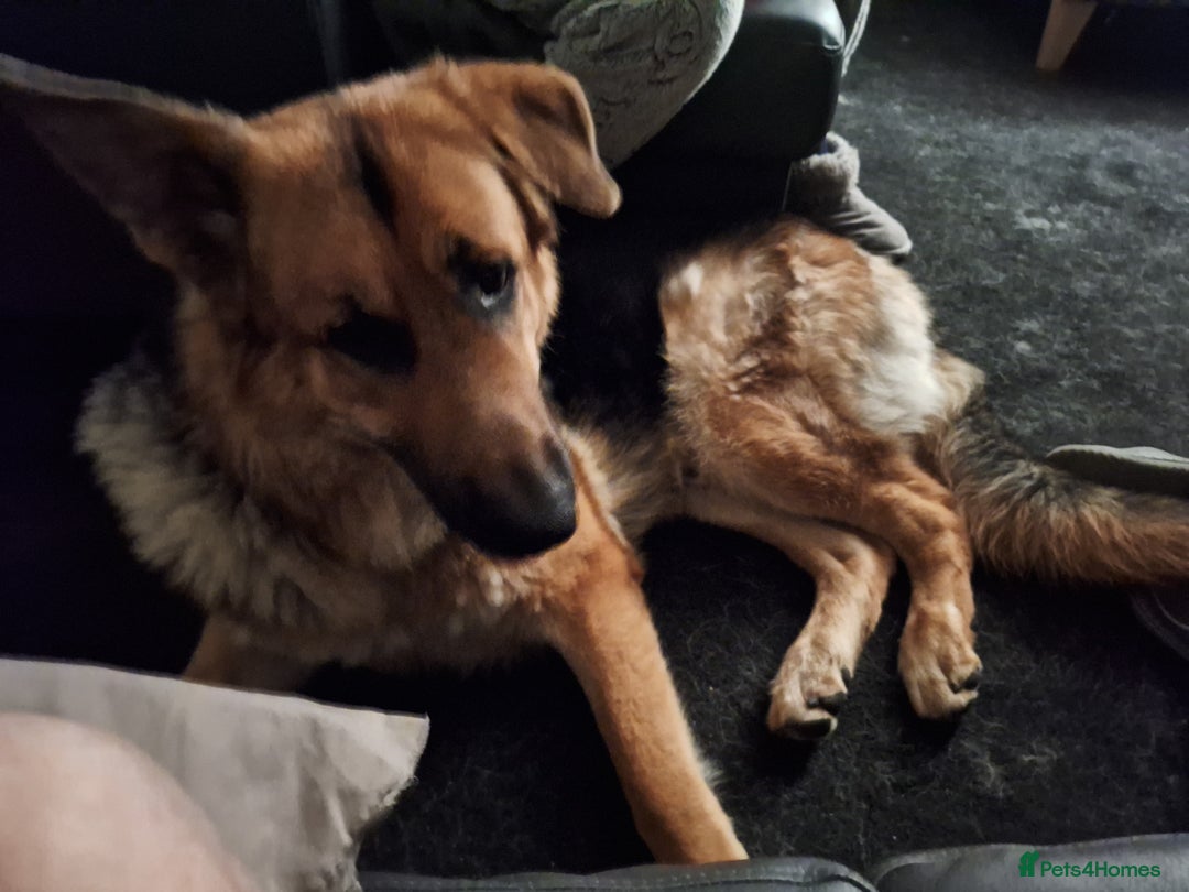 German Shepherd dogs for sale: 2 yr old male German shepherd  - Image 2