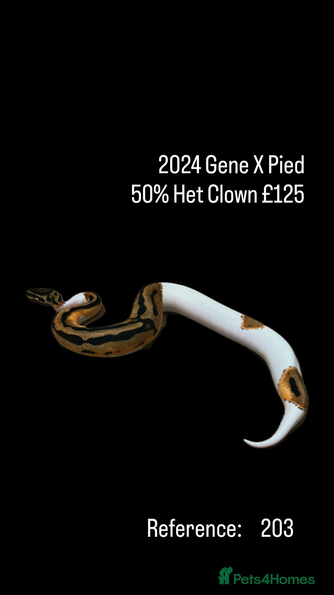 Python Snake reptiles for sale: Various Emoji Pied Ball Pythons Royal Snake  - Image 2