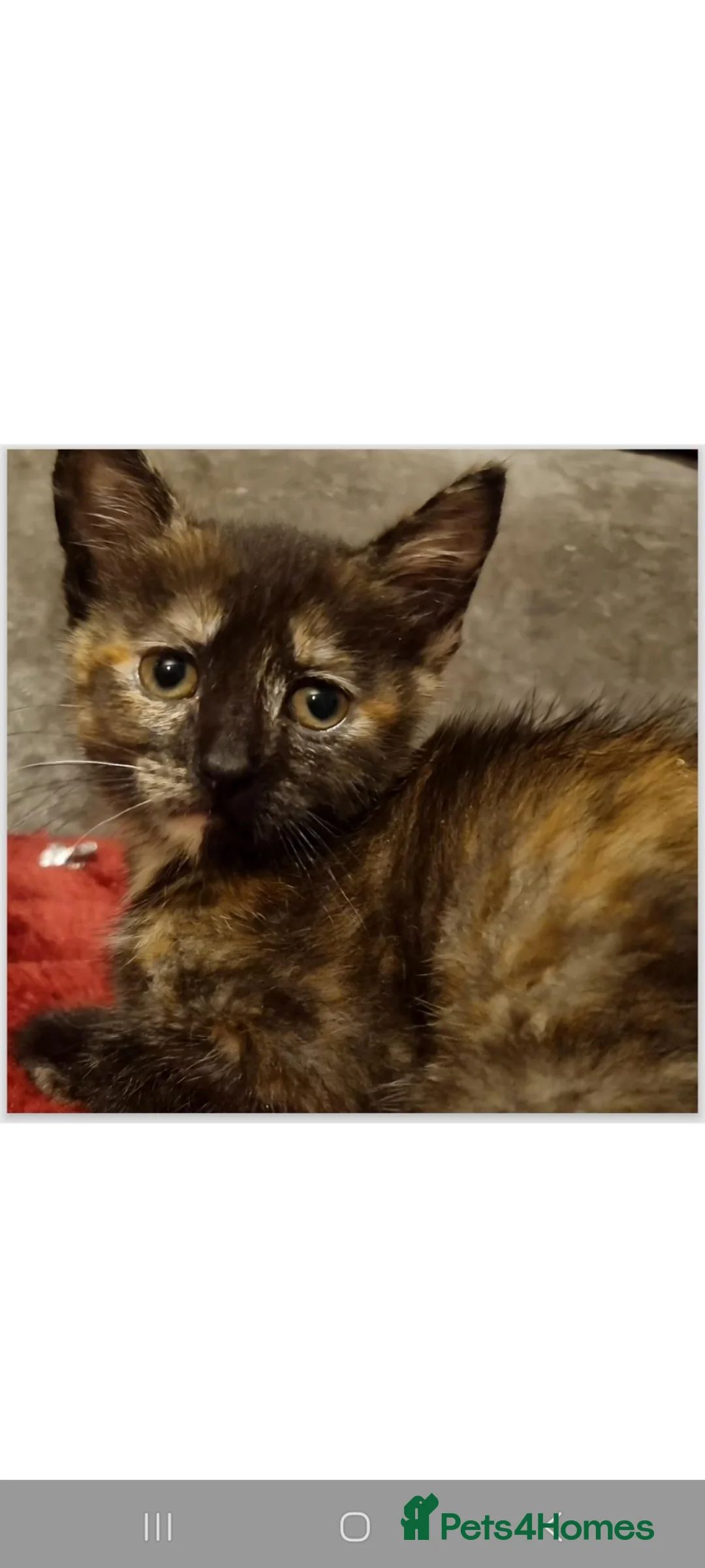 Mixed Breed cats for sale: 4 playful kittens - Advert 2