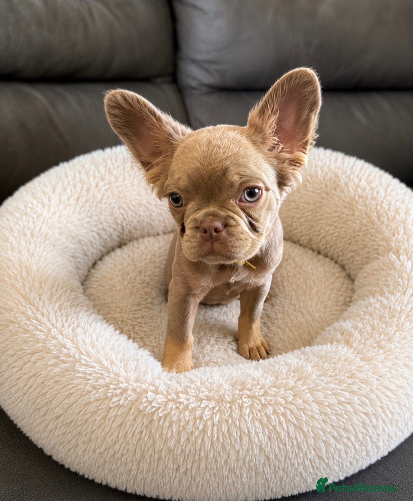 French Bulldog dogs REDUCED!! Last Fluffy frenchie Pink carriers - Advert 1