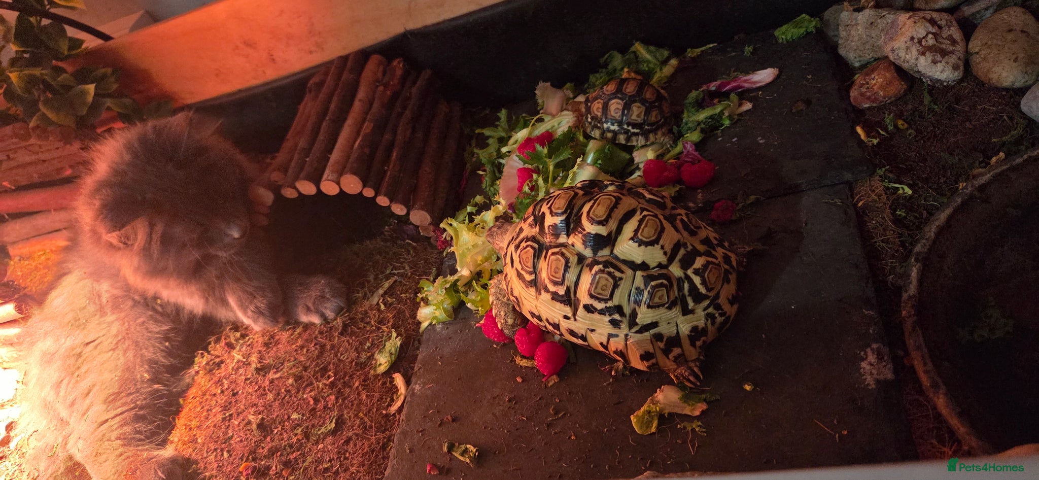 Tortoise reptiles 2 leopard tortoises - Advert 3