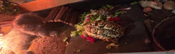 Tortoise reptiles for sale: 2 leopard tortoises in Stoke-on-Trent - Advert 1