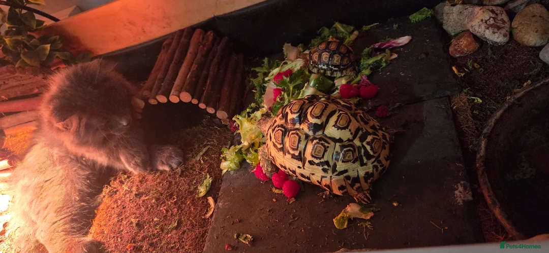 Tortoise reptiles for sale: 2 leopard tortoises in Stoke-on-Trent - Advert 1