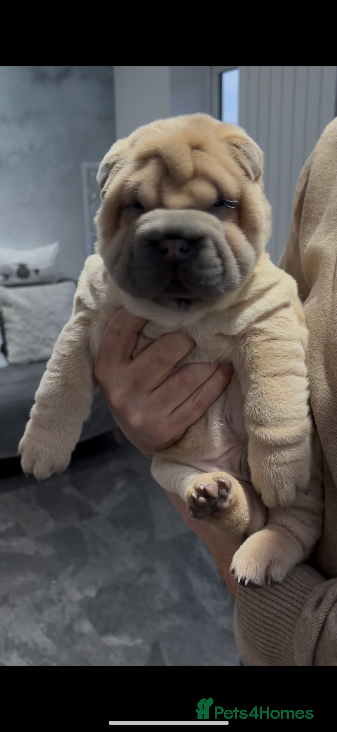 Shar Pei dogs for sale: Shar pei chunky boy  - Advert 6