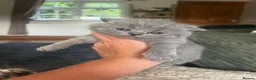 British Shorthair cats for sale: British short hair kittens  - Advert 7