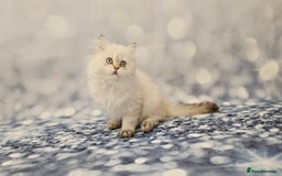 British Longhair cats for sale: Excellent Scottish straight Highland Kittens - Image 11