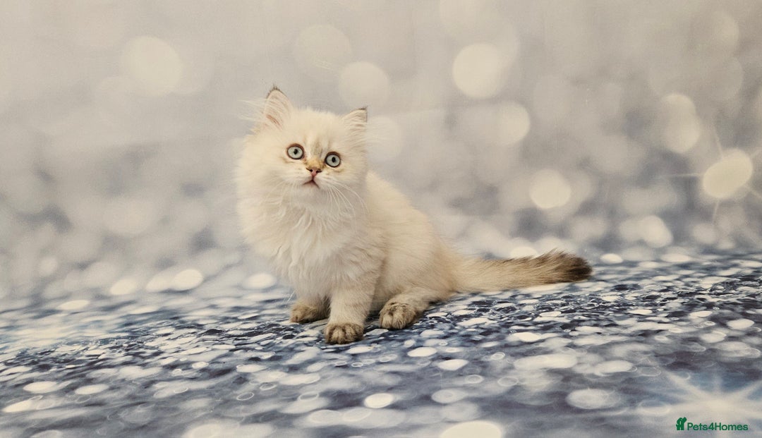 British Longhair cats for sale: Excellent Scottish straight Highland Kittens - Image 11