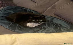 British Shorthair cats for sale: Darcie the tuxedo cat.  - Image 9