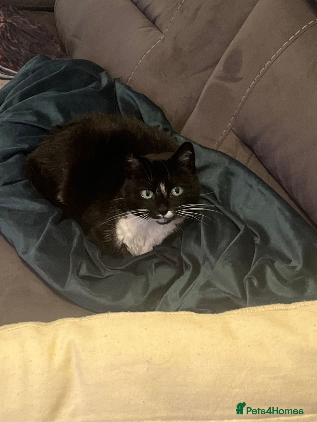 British Shorthair cats for sale: Darcie the tuxedo cat.  - Image 9