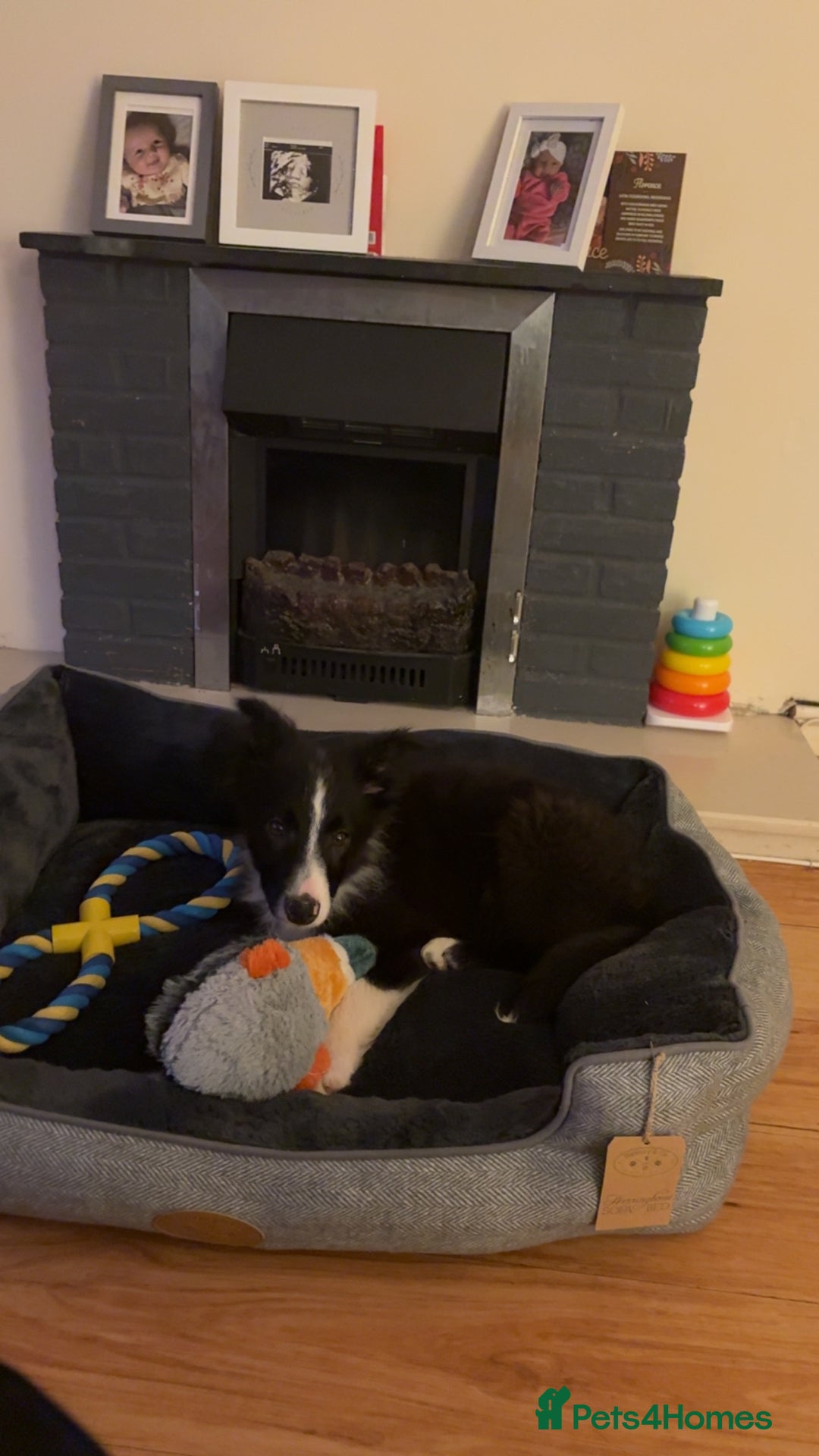Border Collie dogs for sale: Meet Enzo - Image 2