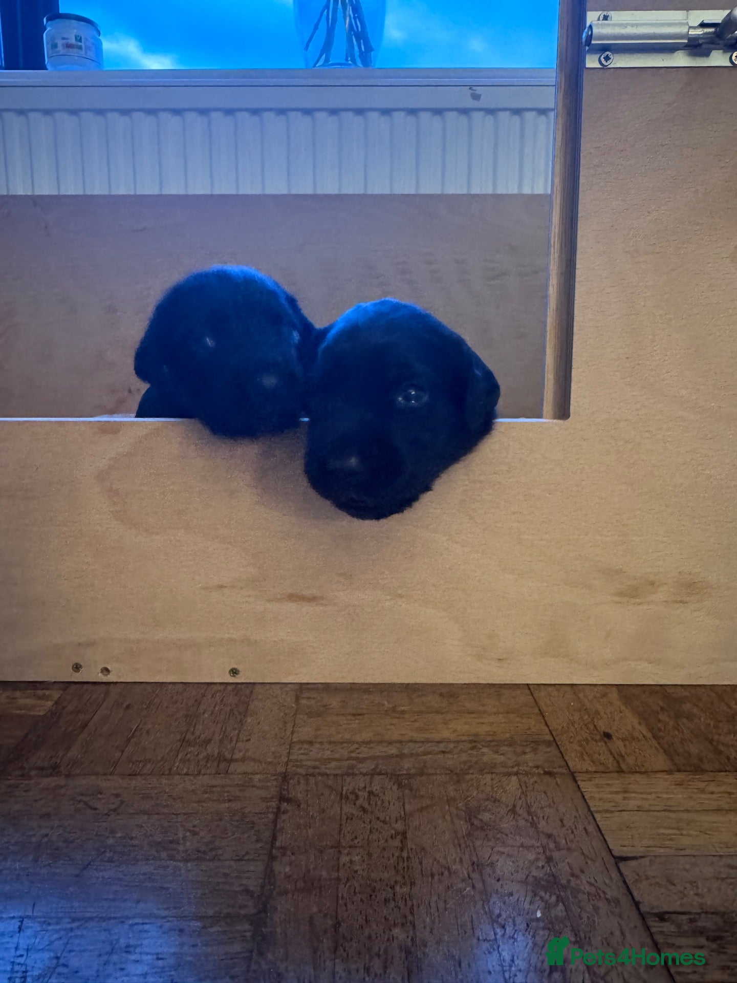 Cockerdor dogs 🐾 Beautiful Cockerdor Puppies ❤️ - Advert 2