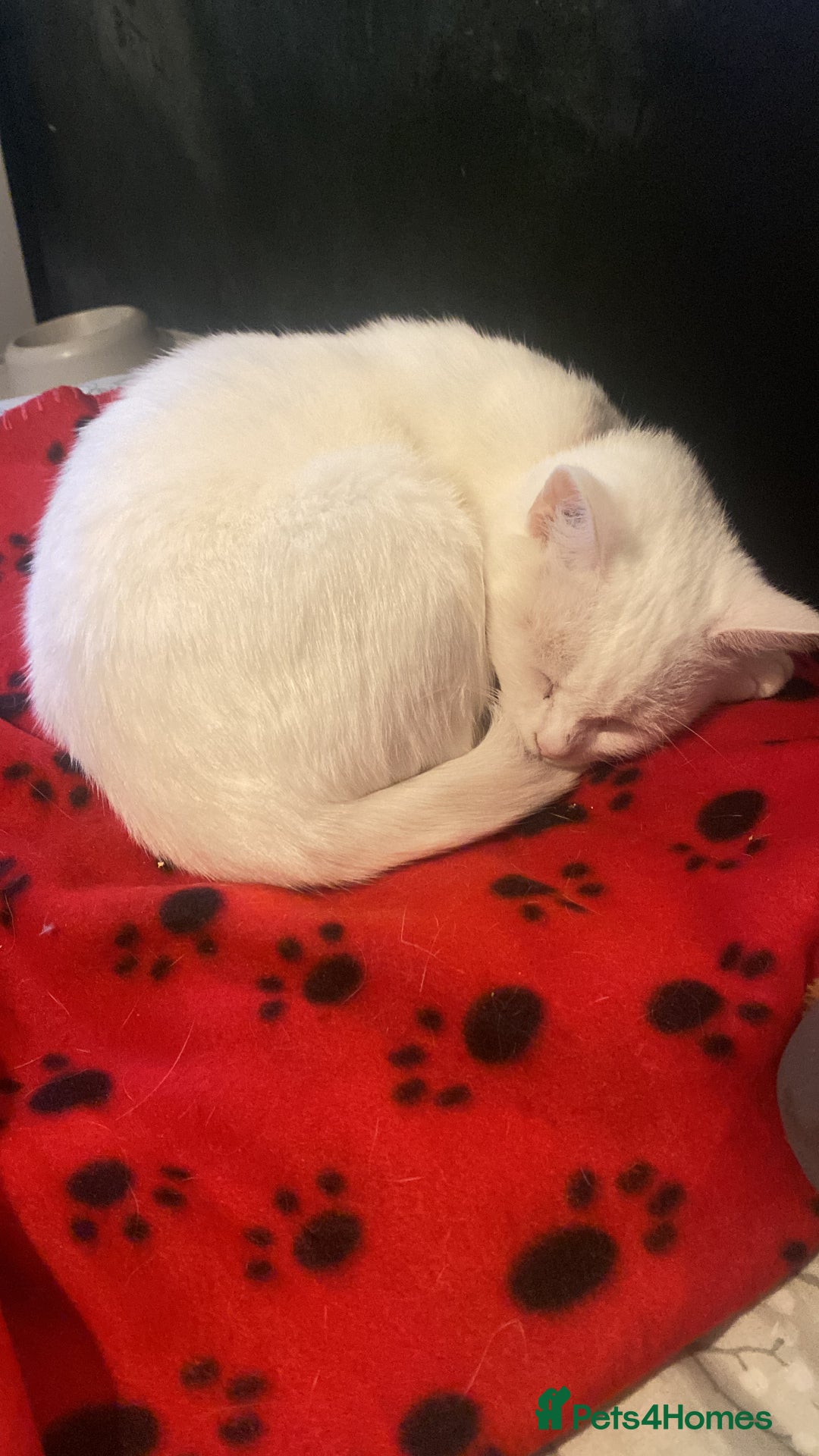 Mixed Breed cats for sale: white cat - Advert 1