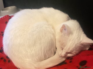 Mixed Breed cats white cat - Advert 1