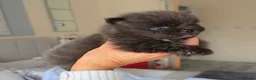 Pomeranian dogs for sale: 🐶 Tiny pomeranian puppies 🐶  - Advert 21