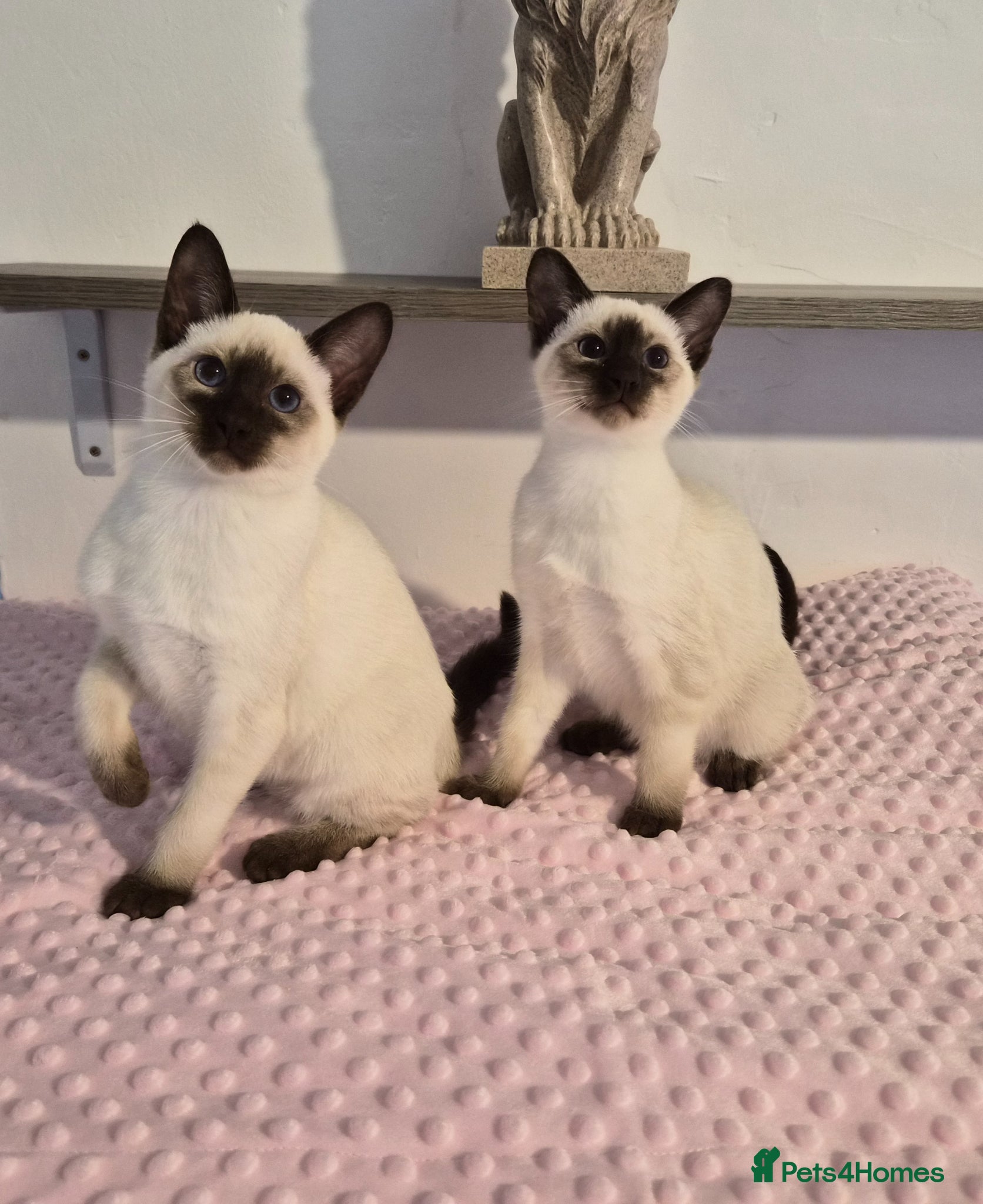 Siamese cats The Best Traditional Siamese Kittens - Advert 5