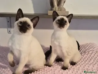 Siamese cats The Best Traditional Siamese Kittens - Advert 1