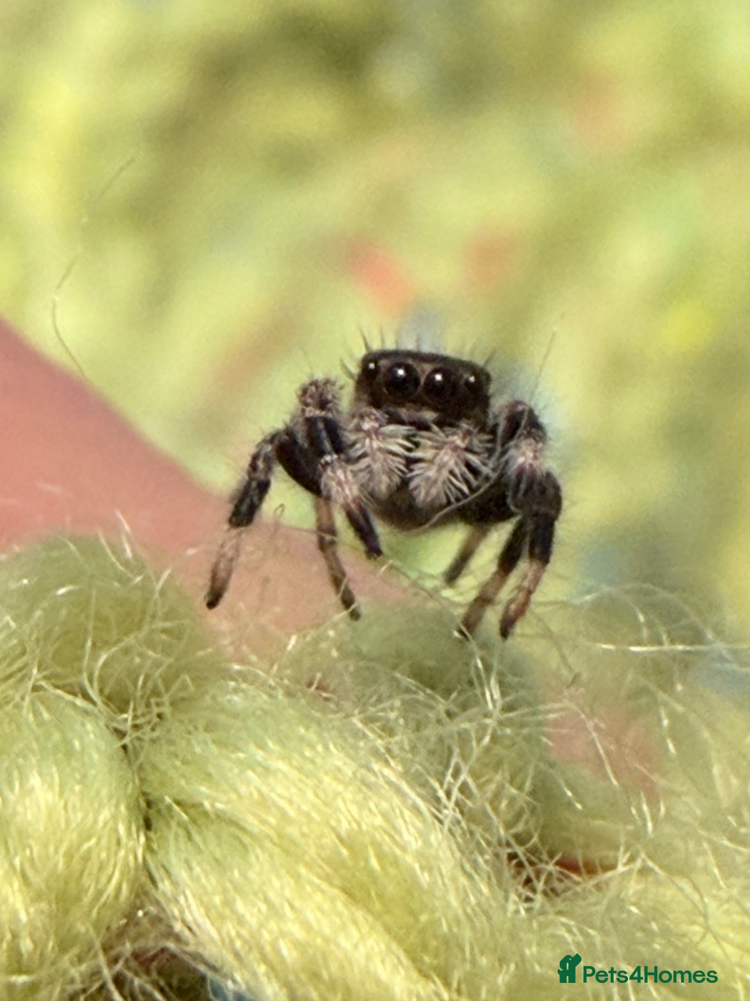 Spiders invertebrates Unsexed i5/i6 Jumping spider Florida Everglades  - Advert 1
